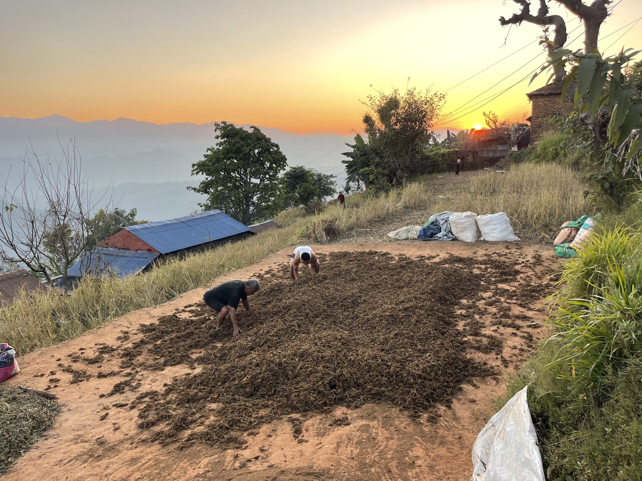 घिरिङ–३ मानपुरमा स्थानीयवासी कोदो केलाउने कार्यमा व्यस्त