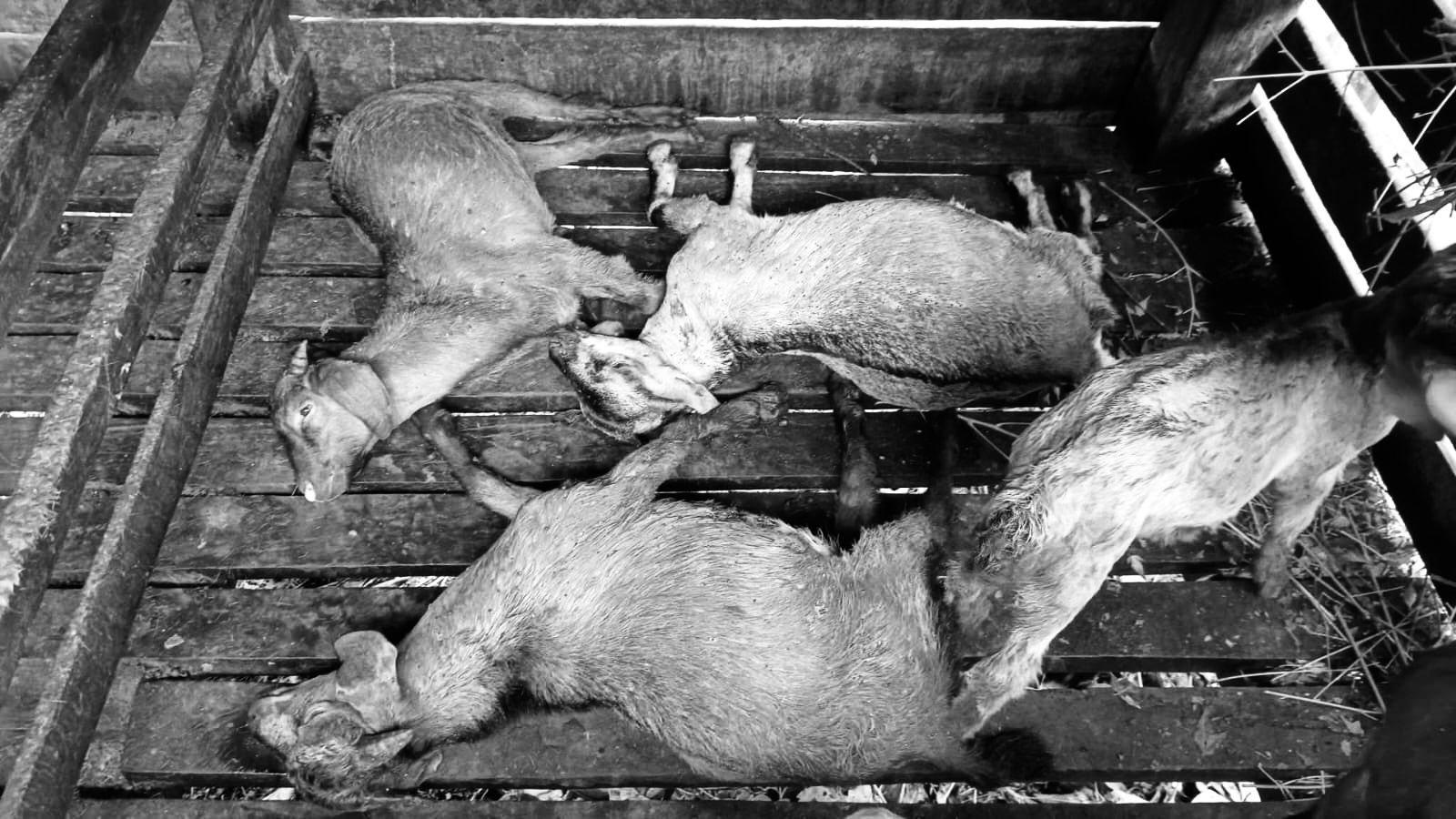 देवघाटमा चट्याङ पर्दा ६ चौपायाको मृत्यु